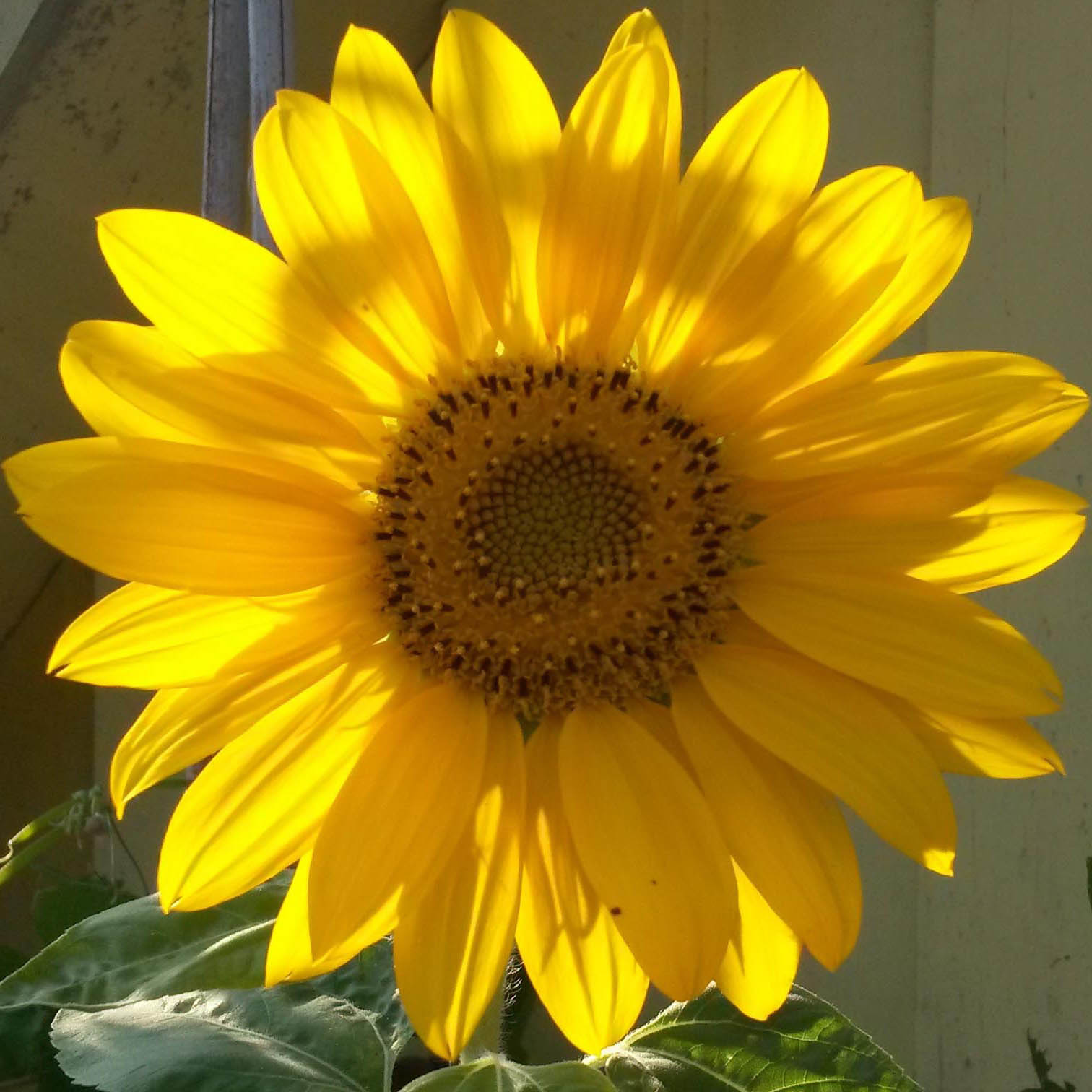 Sonnenblume-Körperzentrum