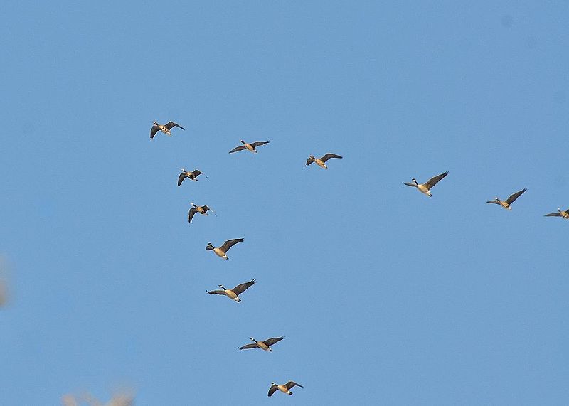 Gänse fliegen in V-Form