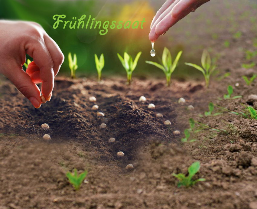 Frühlingssaat