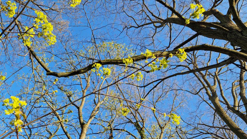Frühling